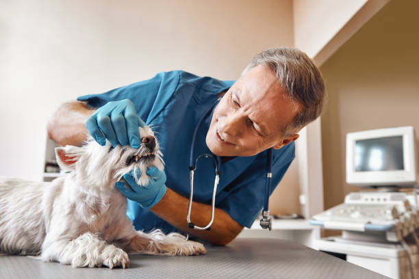 Best Emergency Dental Care for Abscessed Tooth in Roselle Park, NJ